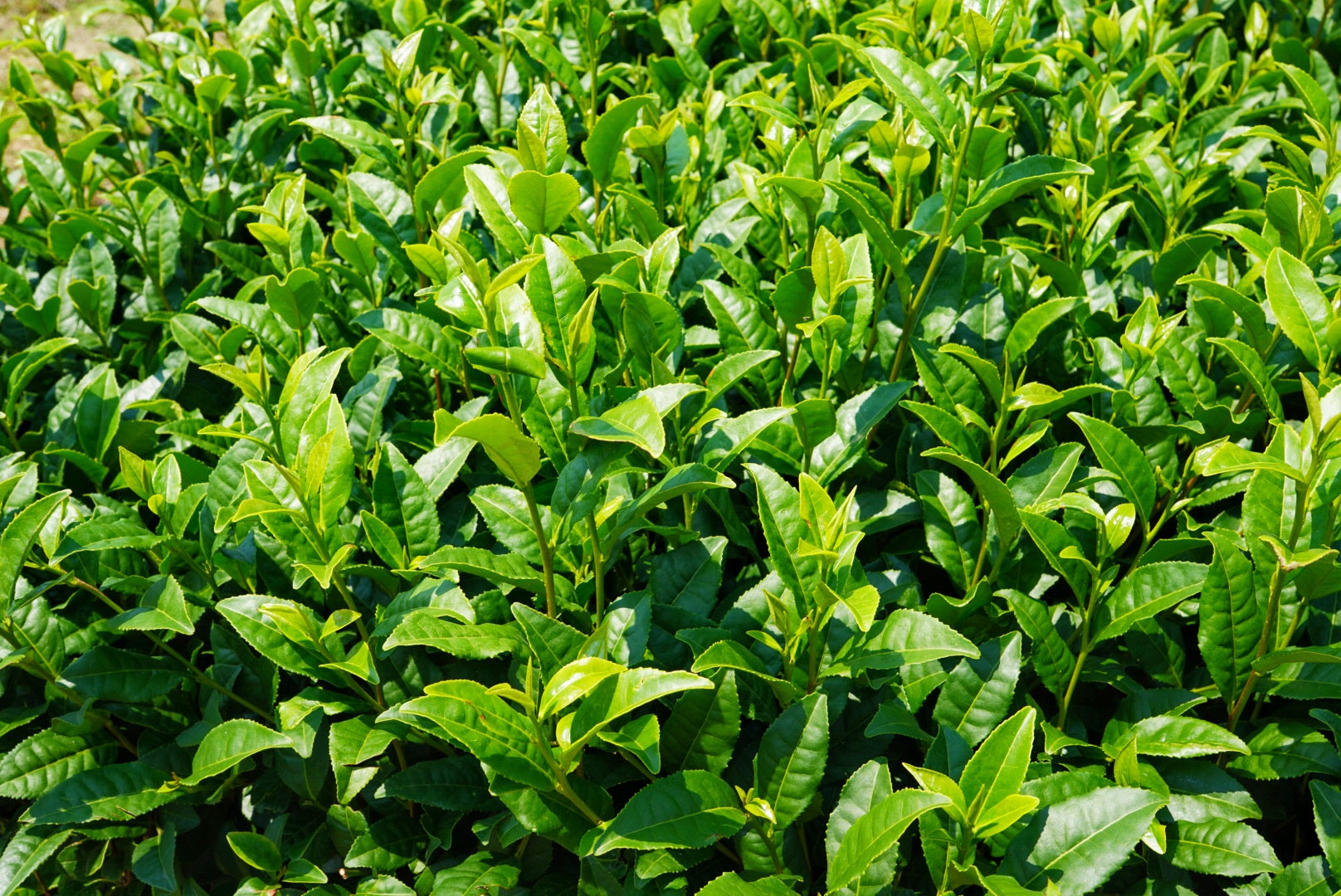 close up of green tea plants that are part of a larger bush